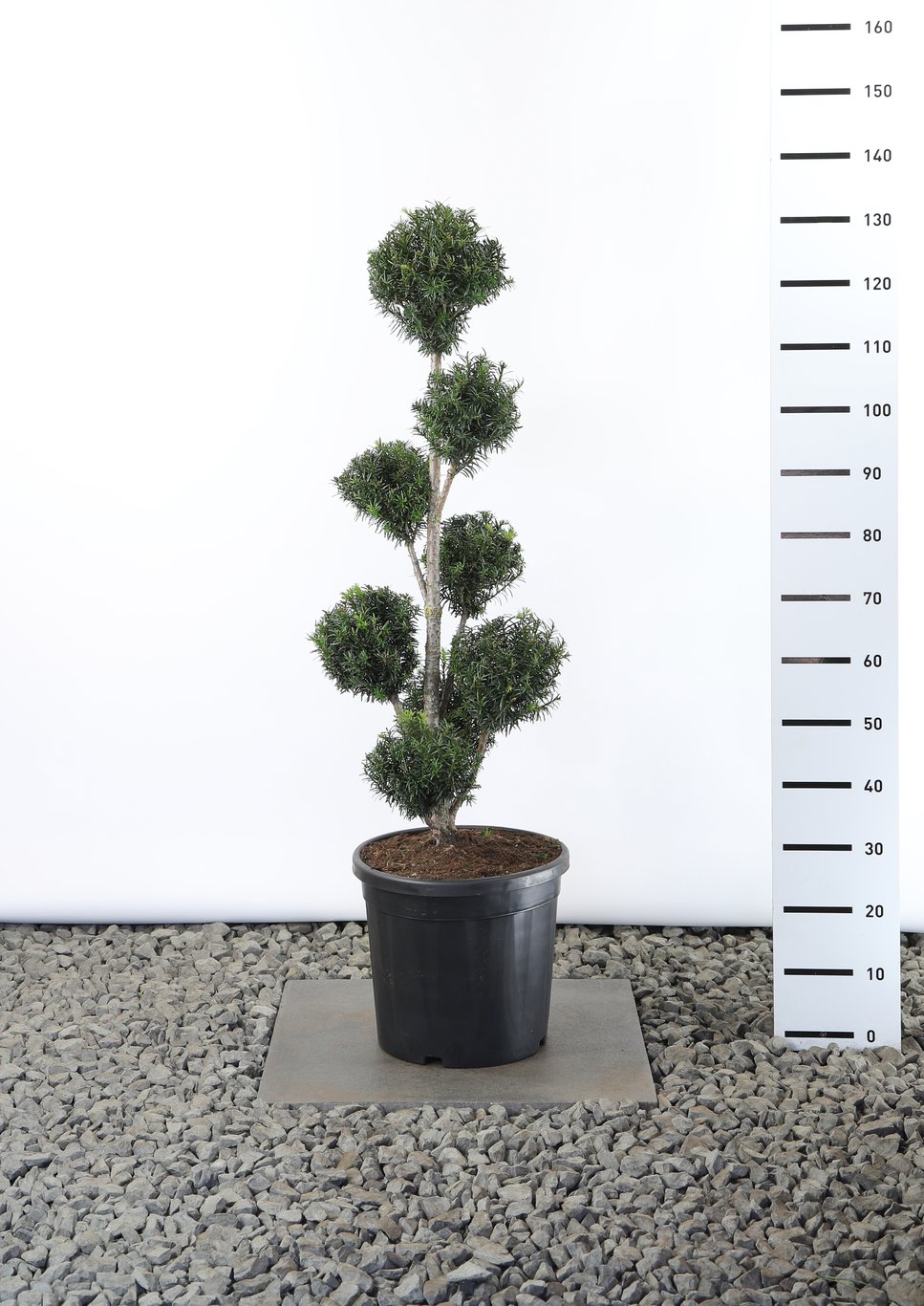 Taxus baccata - 80-100 CM PonPon Cont.